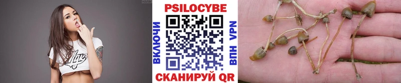 Псилоцибиновые грибы Psilocybe Нефтегорск